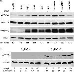 Phospho-FAK (Tyr397) Antibody in Western Blot (WB)