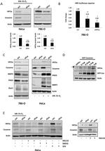 HIF-2 alpha Antibody in Western Blot (WB)