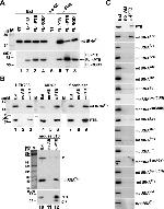 PTBP1 Antibody in Western Blot, RNA Immunoprecipitation (WB, RIP)