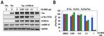 Phospho-Tau (Thr212) Antibody in Western Blot (WB)