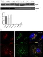 IFITM3 Antibody in Western Blot, Immunocytochemistry (WB, ICC/IF)