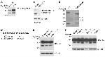 EpCAM Antibody in Western Blot (WB)