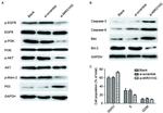 GAPDH Antibody in Western Blot (WB)