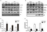 Phospho-AMPK alpha-1,2 (Thr183, Thr172) Antibody in Western Blot (WB)