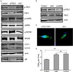 Phospho-AMPK alpha-1,2 (Thr183, Thr172) Antibody in Western Blot (WB)