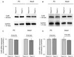 Connexin 26 Antibody in Western Blot (WB)