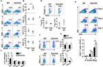 CD45R (B220) Antibody in Flow Cytometry (Flow)