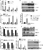 HNF4A Antibody in Western Blot (WB)