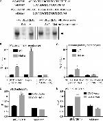 HNF4A Antibody in ChIP Assay (ChIP)