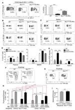 CD3e Antibody in Flow Cytometry (Flow)