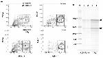 MHC Class II (I-A/I-E) Antibody in Flow Cytometry (Flow)