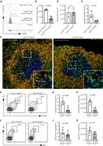 FOXP3 Antibody in Immunohistochemistry, Flow Cytometry (IHC, Flow)