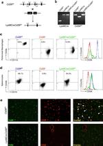 F4/80 Antibody in Flow Cytometry (Flow)