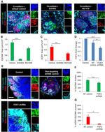 CD326 (EpCAM) Antibody in Immunocytochemistry (ICC/IF)