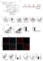 Ly-6A/E (Sca-1) Antibody in Flow Cytometry (Flow)