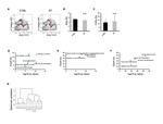 Ly-6A/E (Sca-1) Antibody in Flow Cytometry (Flow)