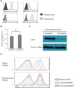 CD39 Antibody in Western Blot, Flow Cytometry (WB, Flow)