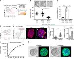 CD326 (EpCAM) Antibody in Flow Cytometry (Flow)