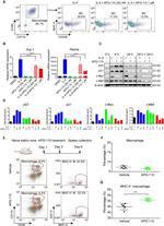 MHC Class II (I-A/I-E) Antibody in Flow Cytometry (Flow)