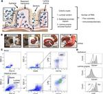 Ly-6G/Ly-6C Antibody in Flow Cytometry (Flow)