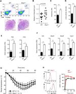 CD63 Antibody in Flow Cytometry (Flow)