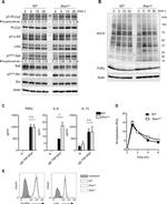 FceR1 alpha Antibody in Flow Cytometry (Flow)