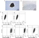 CD105 (Endoglin) Antibody in Flow Cytometry (Flow)