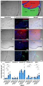 ZO-1 Antibody in Immunohistochemistry (IHC)