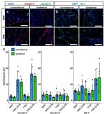 ZO-1 Antibody in Immunohistochemistry (IHC)