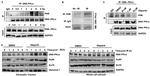 DNA-PK Antibody in Western Blot, Immunoprecipitation, ChIP Assay (WB, IP, ChIP)