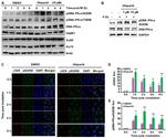 DNA-PK Antibody in Western Blot (WB)