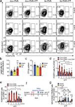 FOXP3 Antibody in Flow Cytometry (Flow)