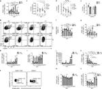 FOXP3 Antibody in Flow Cytometry (Flow)