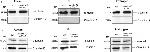 Claudin 12 Antibody in Western Blot (WB)