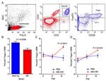 CD4 Antibody in Flow Cytometry (Flow)