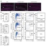 CD41a Antibody in Flow Cytometry (Flow)