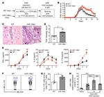 IL-17A Antibody in Flow Cytometry (Flow)