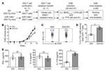 IL-17A Antibody in Flow Cytometry (Flow)