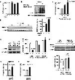 TLR4/MD-2 Complex Antibody in Flow Cytometry (Flow)