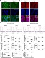 CD73 Antibody in Immunohistochemistry, Flow Cytometry (IHC, Flow)