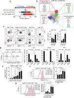 Ki-67 Antibody in Flow Cytometry (Flow)