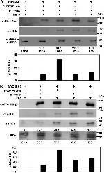 6x-His Tag Antibody in Western Blot (WB)