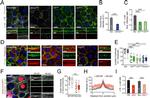 alpha Catenin Antibody in Immunocytochemistry (ICC/IF)