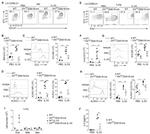 KLRG1 Antibody in Flow Cytometry (Flow)