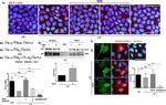 ZO-2 Antibody in Immunocytochemistry, Immunoprecipitation (ICC/IF, IP)