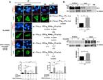 ZO-2 Antibody in Western Blot, Immunoprecipitation (WB, IP)