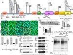 ZO-2 Antibody in Immunocytochemistry (ICC/IF)