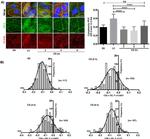 ZO-2 Antibody in Immunocytochemistry (ICC/IF)