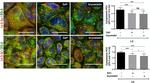 ZO-2 Antibody in Immunocytochemistry (ICC/IF)