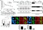 Lamin B1 Antibody in Western Blot (WB)